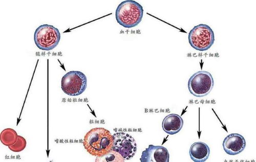 白血病無(wú)傳染性，家屬為何仍需佩戴口罩？深入解析人體干細(xì)胞技術(shù)的應(yīng)用