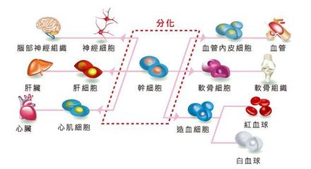 干細胞注射抗衰老的科學依據(jù)與應(yīng)用挑戰(zhàn) 如何實現(xiàn)精準分化？